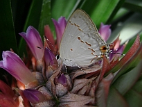 Licaenidae en piña